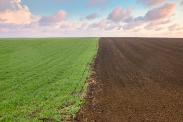 young green wheat and plowed field landscape in springtime agriculture
