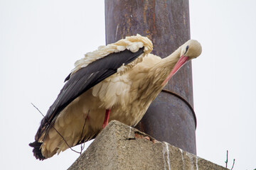 Stork taking care of the body