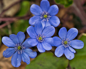 Blau Lila Blüte auf Frühlingswiese