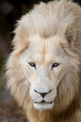 Close-up head shot of majestic and rare African white lion king of the jungle - Mighty wild animal in nature, roaming the grasslands and savannah of Africa