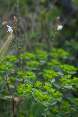 natural background of green plants
