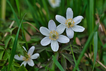 Frühling Weiße Blüte auf der Wiese