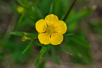 Gelbe Blume Frühling