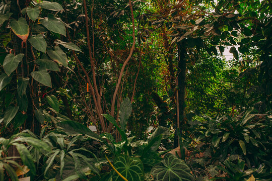 tropical forest, wallpaper tropics, thickets of palm trees