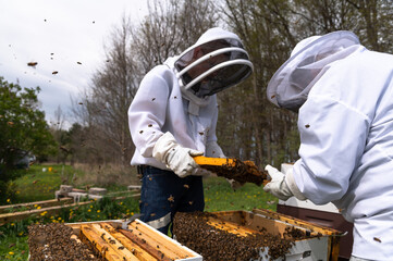Two Beekeepers Inspecting Honey Bee Frames