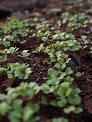 plant
