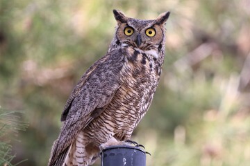 Great Horned Owl on a Post