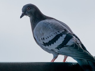 Pigeon close-up during a hot day in New York