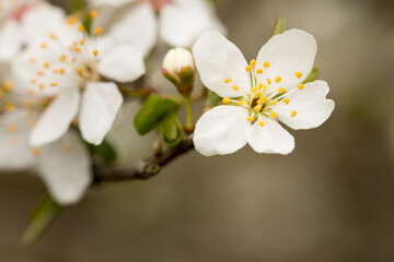 white cherry blossom