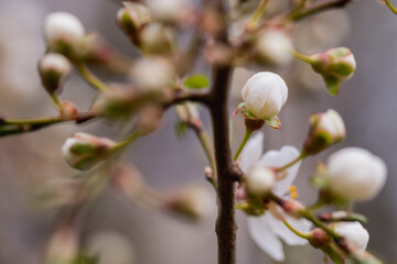 buds of a tree