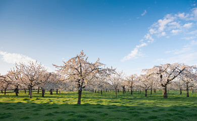 Obraz premium orchard with blossoming cherry trees under blue sky in spring