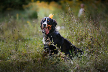 Bernese Mountain Dog breed dog in a crown sitting in the park among the grass in summer