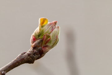 apple blossom buds