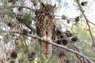 A Little Bit Spooky Owl