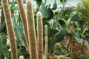 Cacti. Tropical thorny plants in the greenhouse.