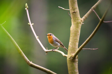 Bird with orange spot sitting in a tree.