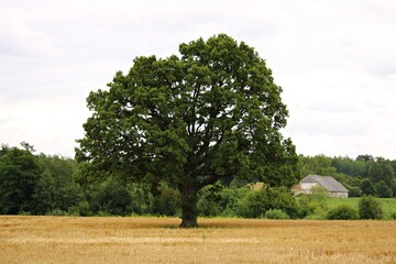 Large branched oak tree among a ripe rye field in Latvia in summer 2019
