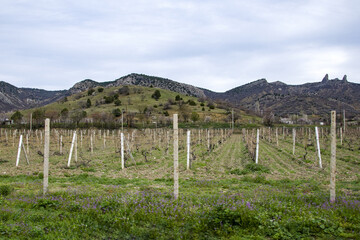 Fototapeta na wymiar Vineyard valley, vines are tied in even rows. A fertile valley among the hills. Rows of vineyards in spring.