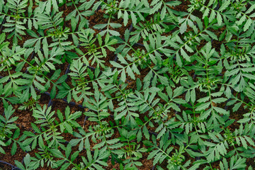 Naklejka na ściany i meble natural textured background with green leaves