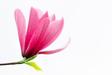 Fototapeta premium Pink magnolia on a white background.