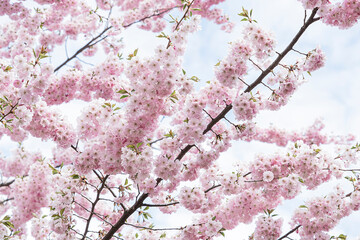 Sakura blossom. Pink branches of Japanese cherry on a background of the sky.
