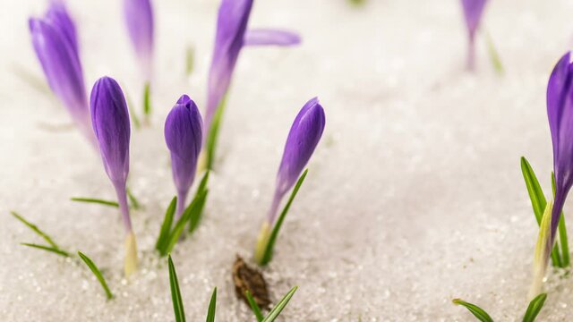 Snow melting fast in spring meadow with violet crocus flowers blooming Growing Time lapse