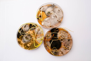 photo of fungi growth on agar media in petri dish