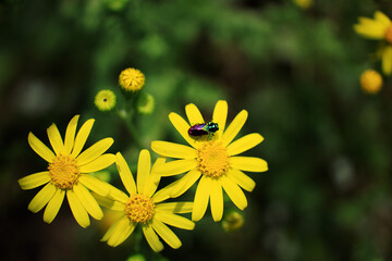 Spring yellow flowers and a coloful bug on green background