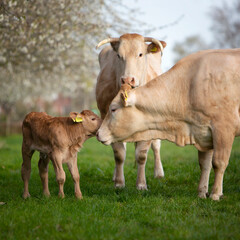 cows and calf in spring meadow with blossoming trees under blue sky