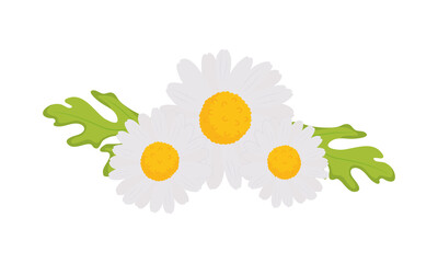 chamomile flowers design