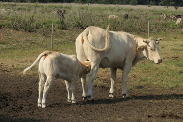 White cow and calf. Calf drinks from behind at the cow, seen from the side.