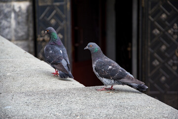 Two gray pigeons in the square. The dove is considered a sacred bird and a messenger of the gods. In Freemasonry, the dove is a symbol of innocence and purity, in China it is a symbol of longevity.