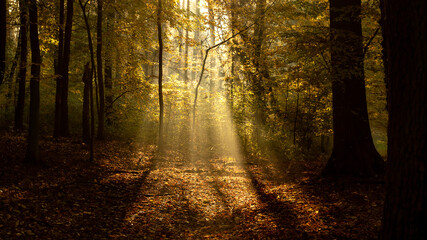 Autumn forest in the rays of sunlight in the morning 