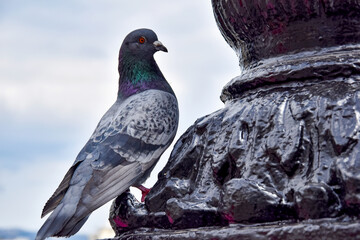 Wild dove of gray color close-up. A large gray wild pigeon sits on the monument. The common pigeon is sitting proudly, captured from the side.