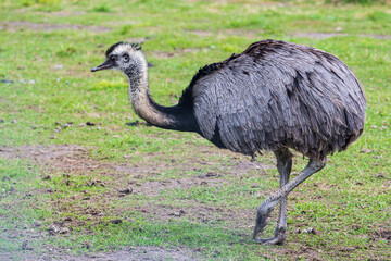 Greater rhea, species of flightless bird native to eastern South America. Other names for the greater rhea include the grey, common, or American rhea, nandu or ema walking on the grass, close up