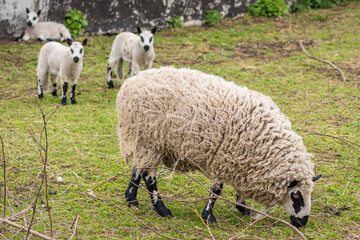 Kerry Hill sheep, is a breed of domestic sheep originating in the county of Powys in Wales, with white wool is white, and their legs are white with black markings grazing the grass with lambs