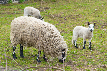 Kerry Hill sheep, is a breed of domestic sheep originating in the county of Powys in Wales, with white wool is white, and their legs are white with black markings grazing the grass with lambs