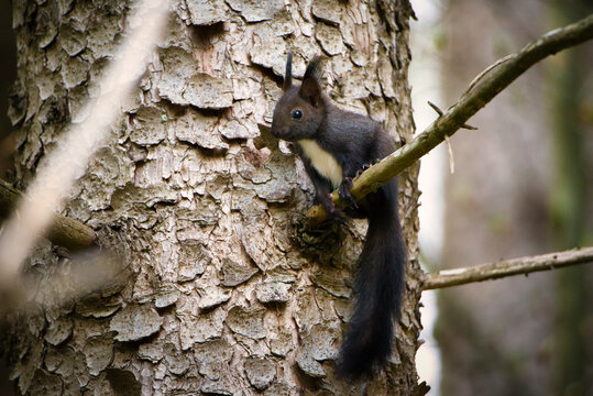 Black Squirrel sitting in a tree.