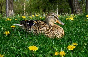 Wild duck resting on green grass on a sunny day.