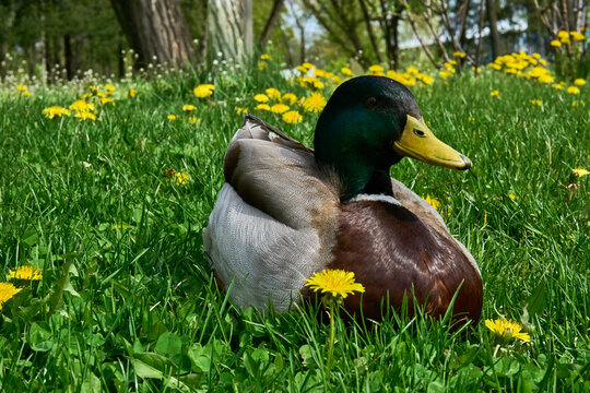 Wild duck resting on green grass on a sunny day.