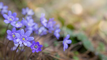 Forest flowers close-up. Beautiful spring flowers.