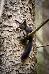 Black squirrel sitting on a tree.