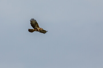 A common buzzard in the air