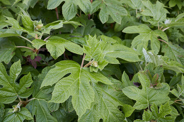 Obraz premium Hydrangea quercifolia 