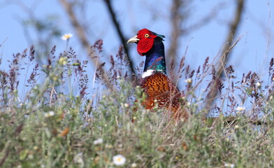 Common Pheasant in spring, Phasianus colchicus