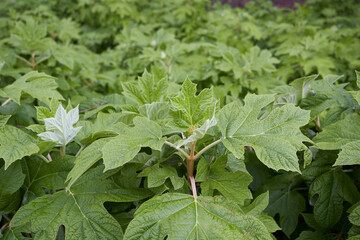 Hydrangea quercifolia 