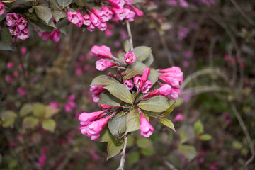Weigela florida purpurea 