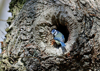 Blue tits at their nest hole