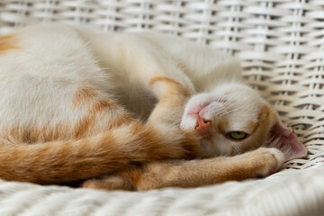 Filhote de gato sem raça definida deitado numa cadeira de vime.