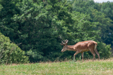 The Red Deer (Cervus elaphus) in Poland